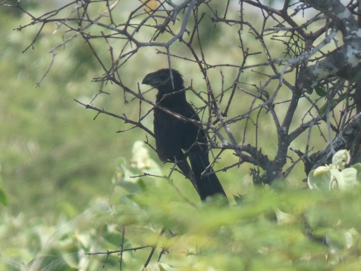 Smooth-billed Ani - ML641470811