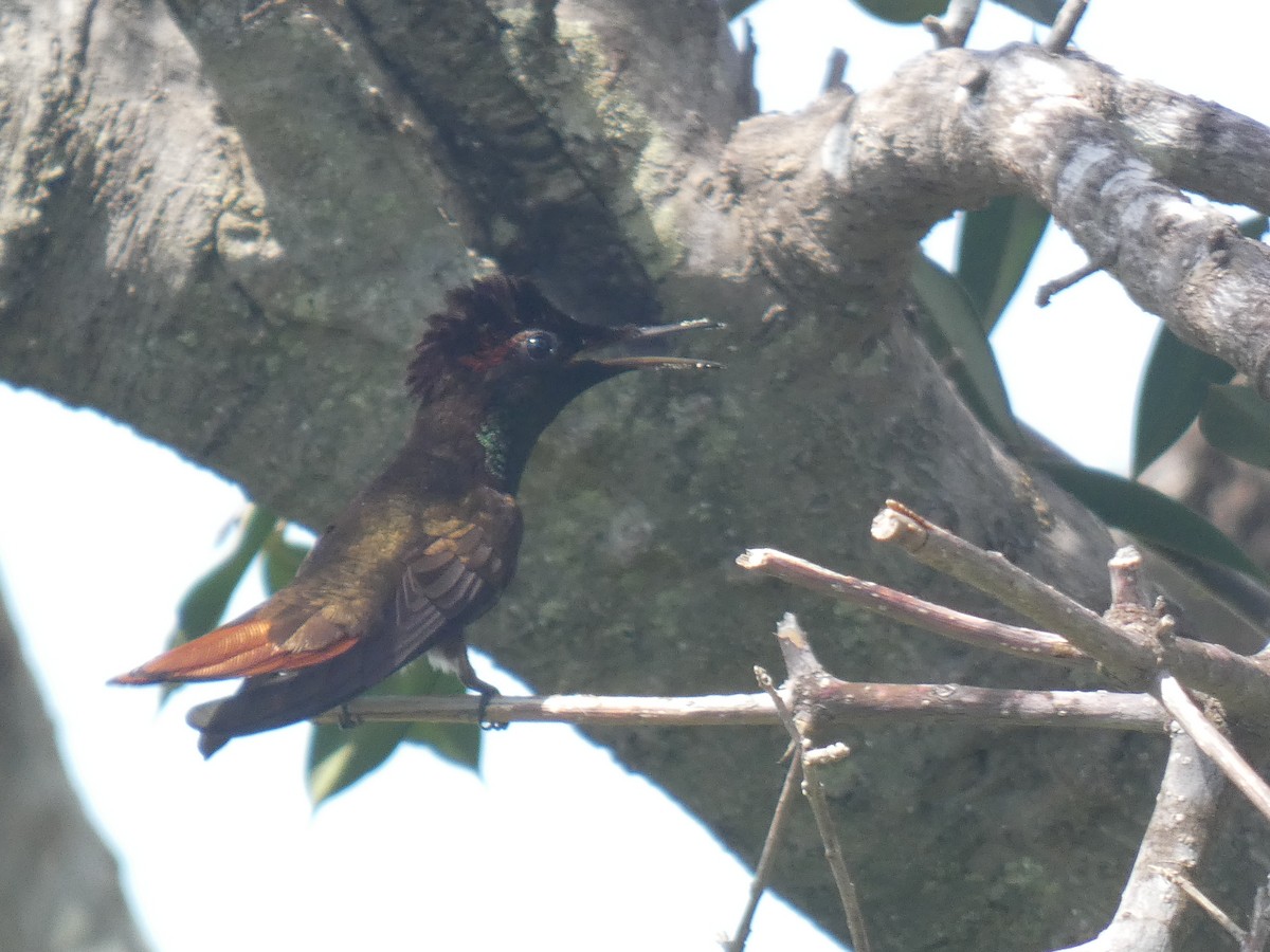 Ruby-topaz Hummingbird - ML641470862