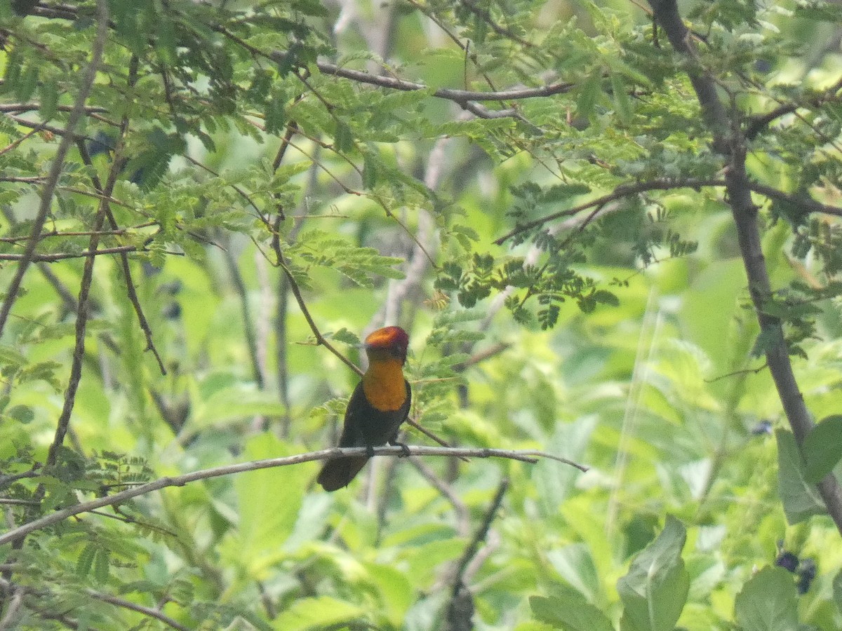 Ruby-topaz Hummingbird - ML641470863