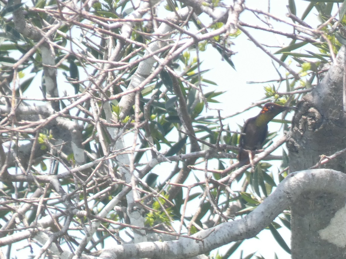 Ruby-topaz Hummingbird - ML641470864