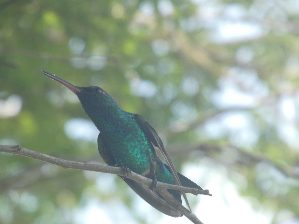 Red-billed Emerald - ML641470888