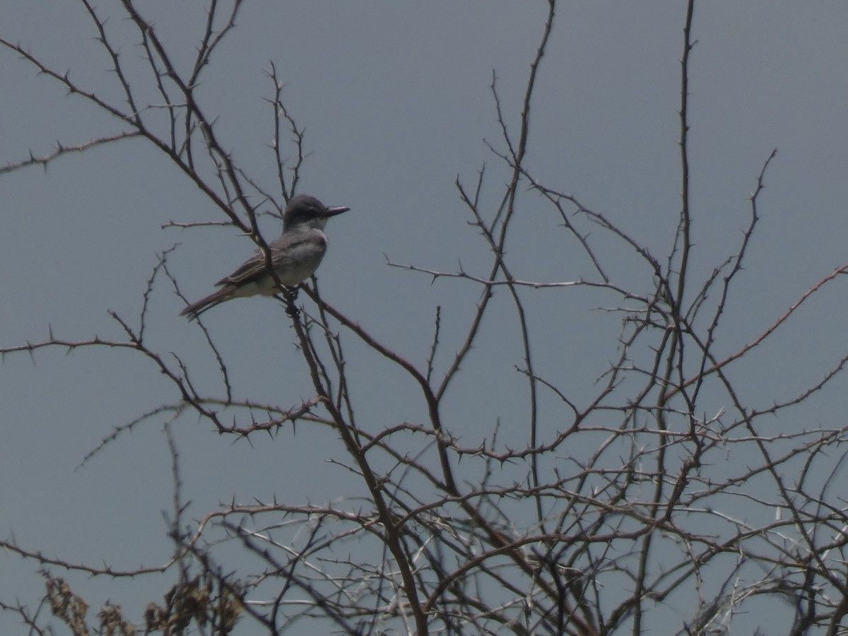 Gray Kingbird - ML641470911