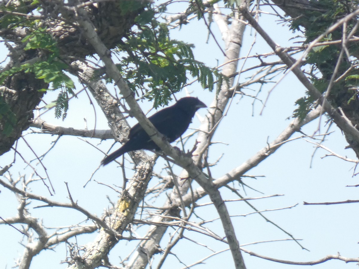 Blue-black Grassquit - ML641470937