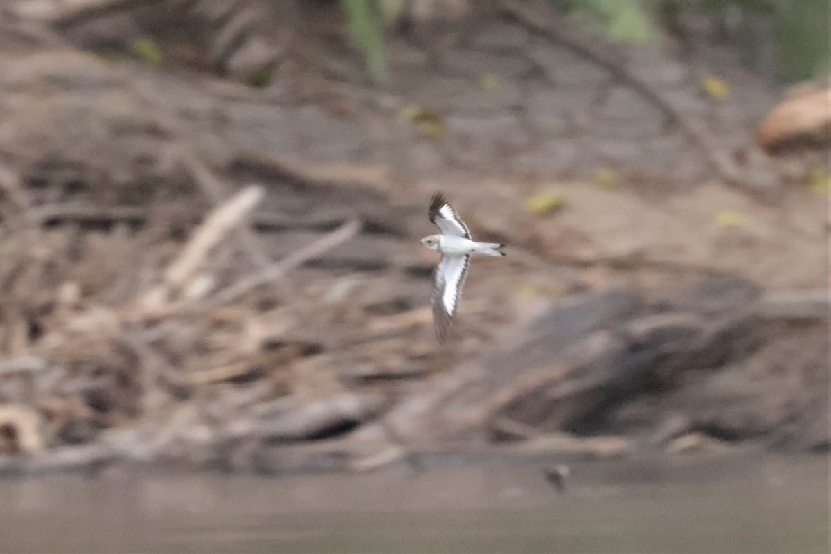 Sand-colored Nighthawk - ML641470975