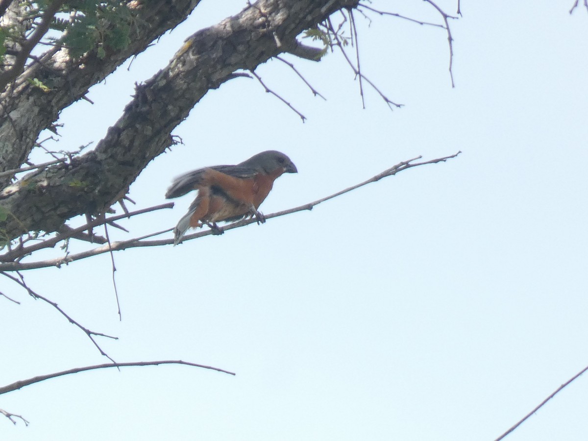 Ruddy-breasted Seedeater - ML641470976