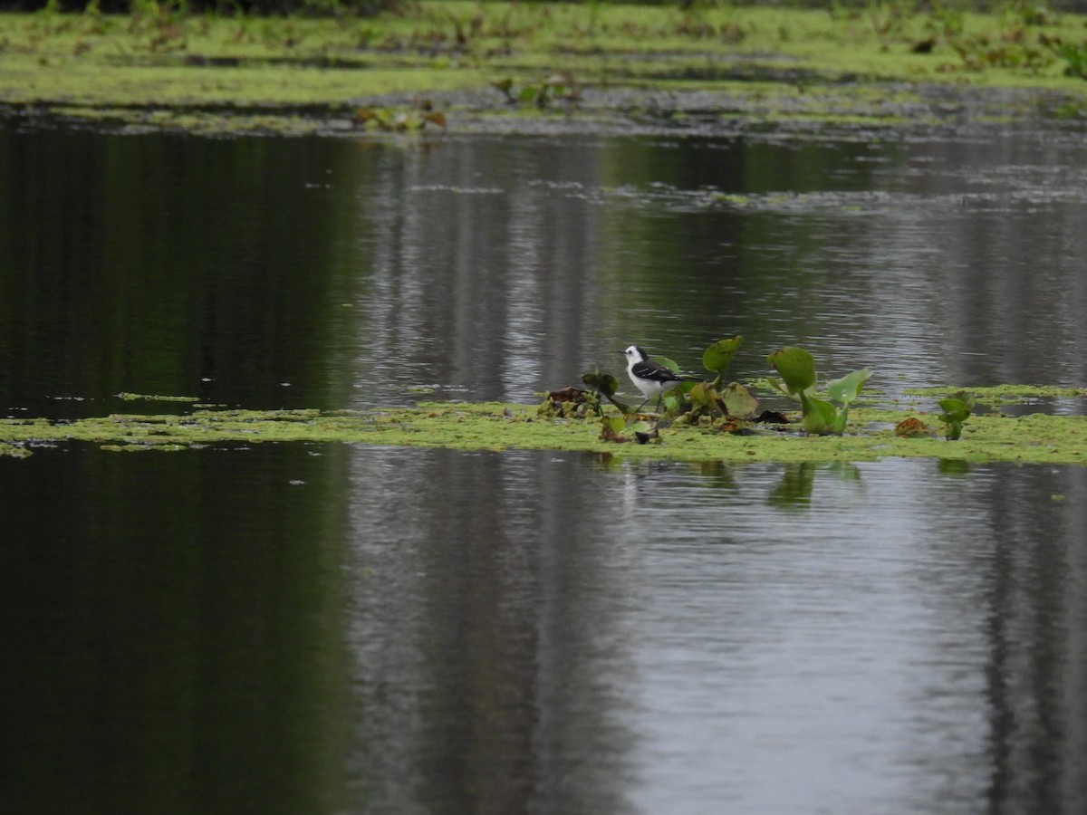 Black-backed Water-Tyrant - ML641471053