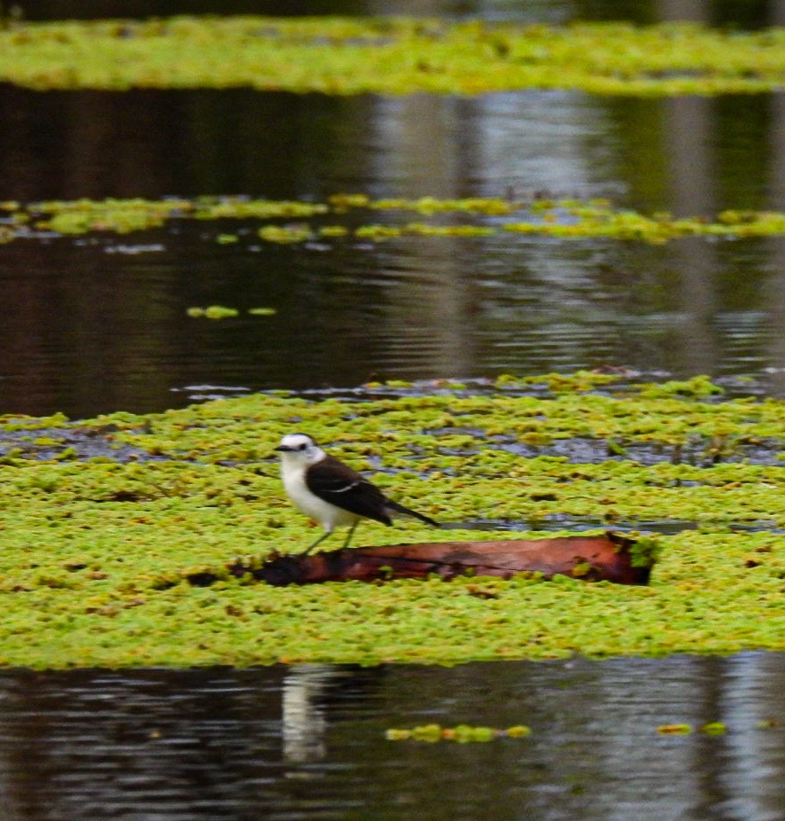 Black-backed Water-Tyrant - ML641471054