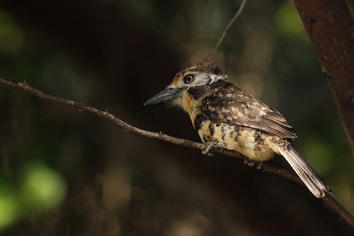 Two-banded Puffbird - ML641471060