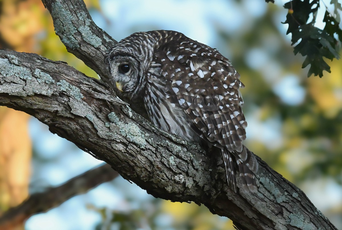 Barred Owl - ML641471088