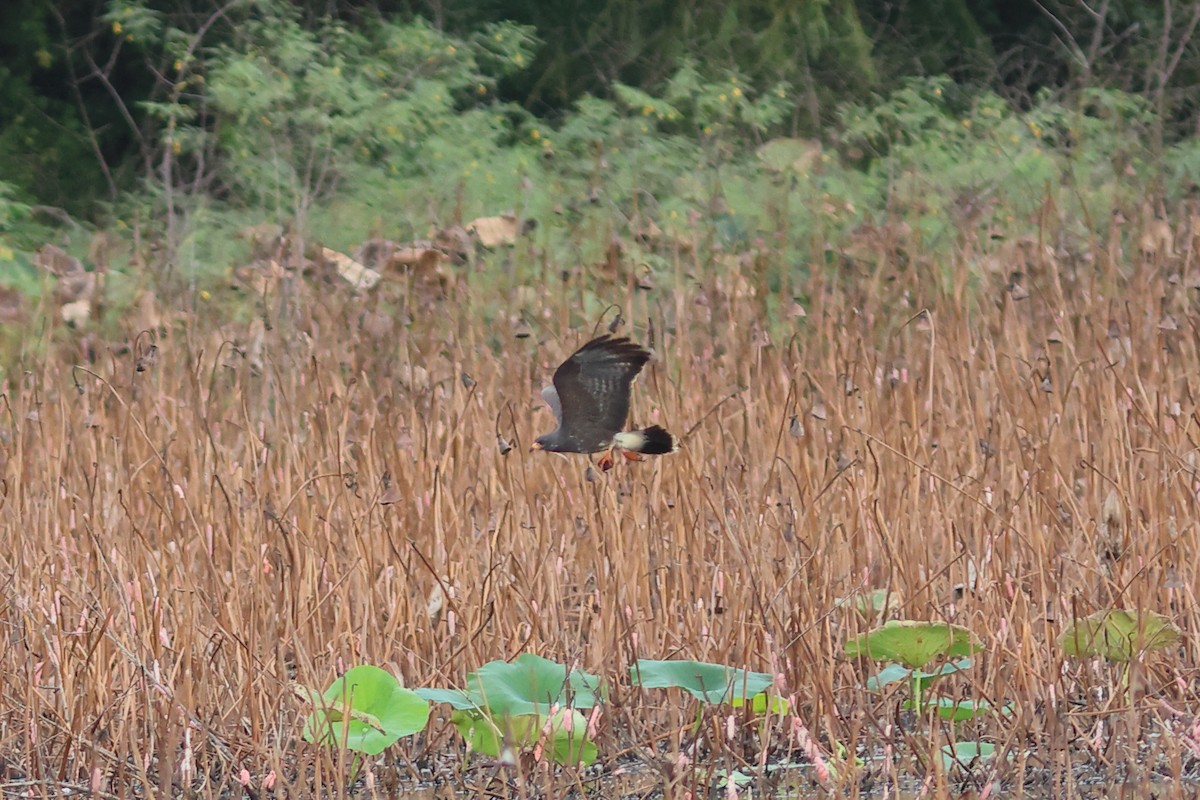 Snail Kite - ML641471089