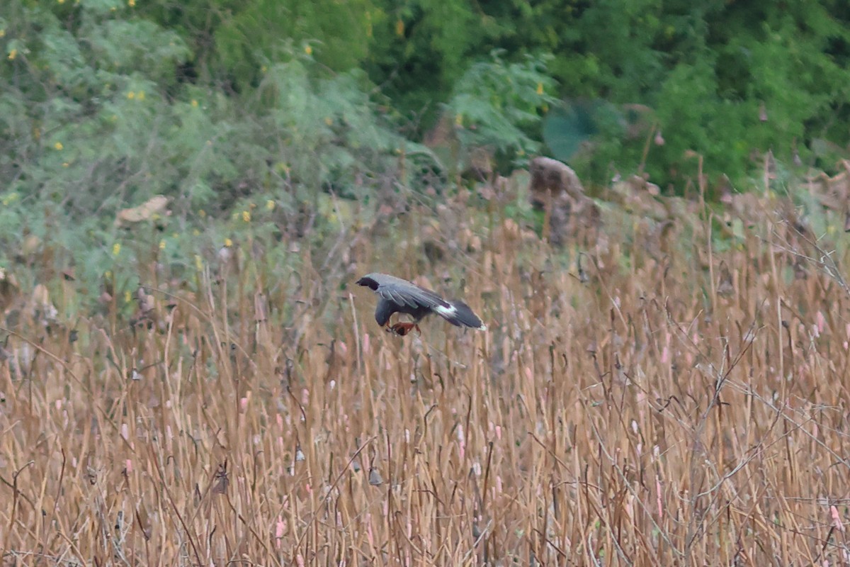 Snail Kite - ML641471097