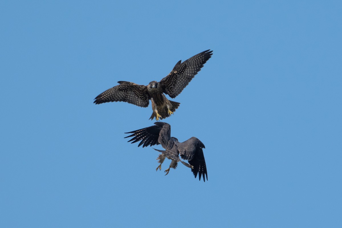 Halcón Peregrino - ML641471101