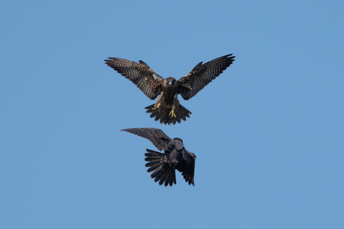 Halcón Peregrino - ML641471102