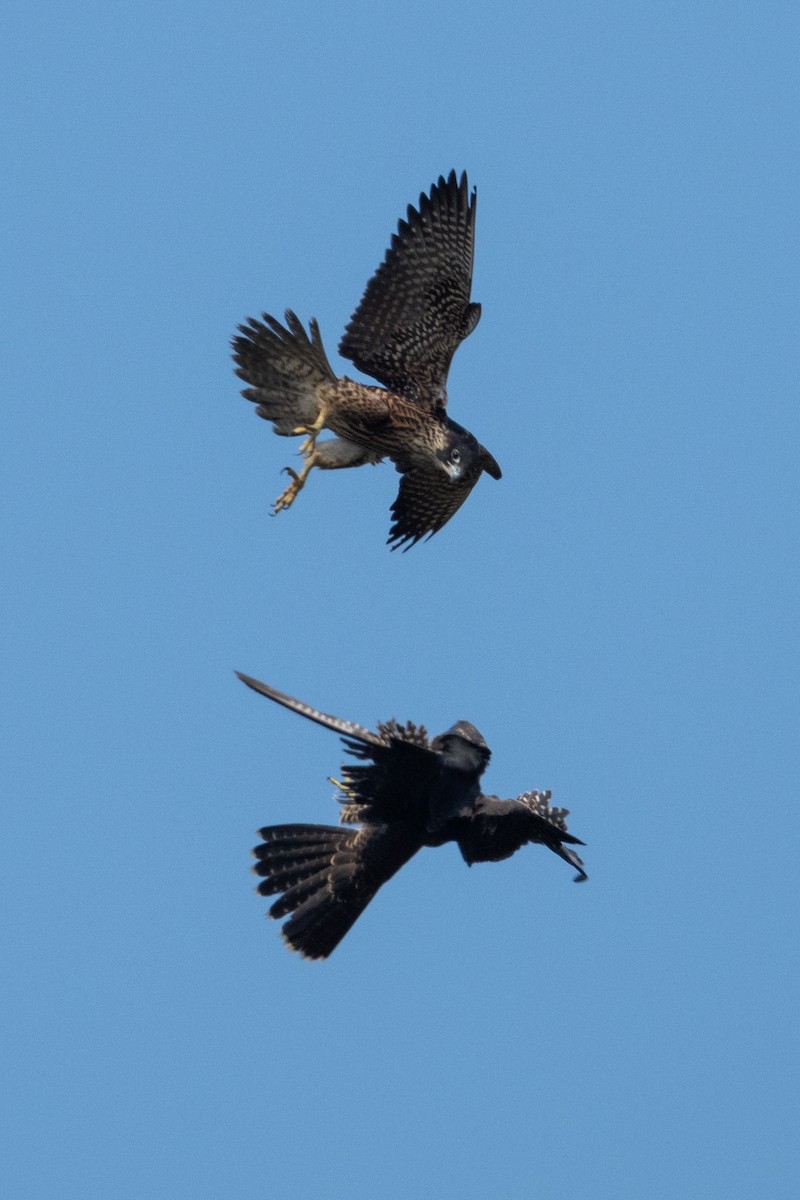 Halcón Peregrino - ML641471103