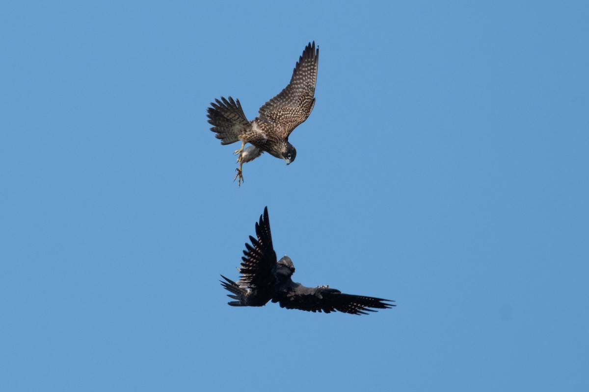 Halcón Peregrino - ML641471104