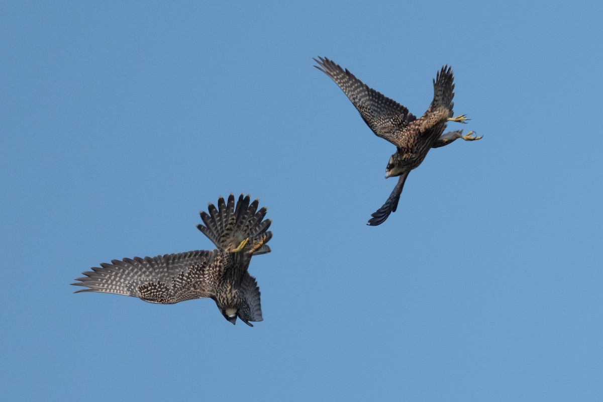 Halcón Peregrino - ML641471105