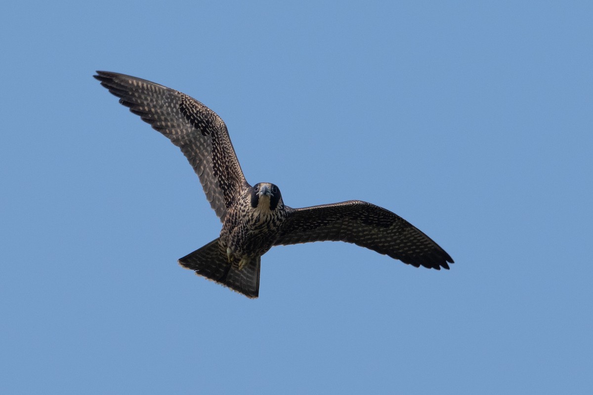 Halcón Peregrino - ML641471106