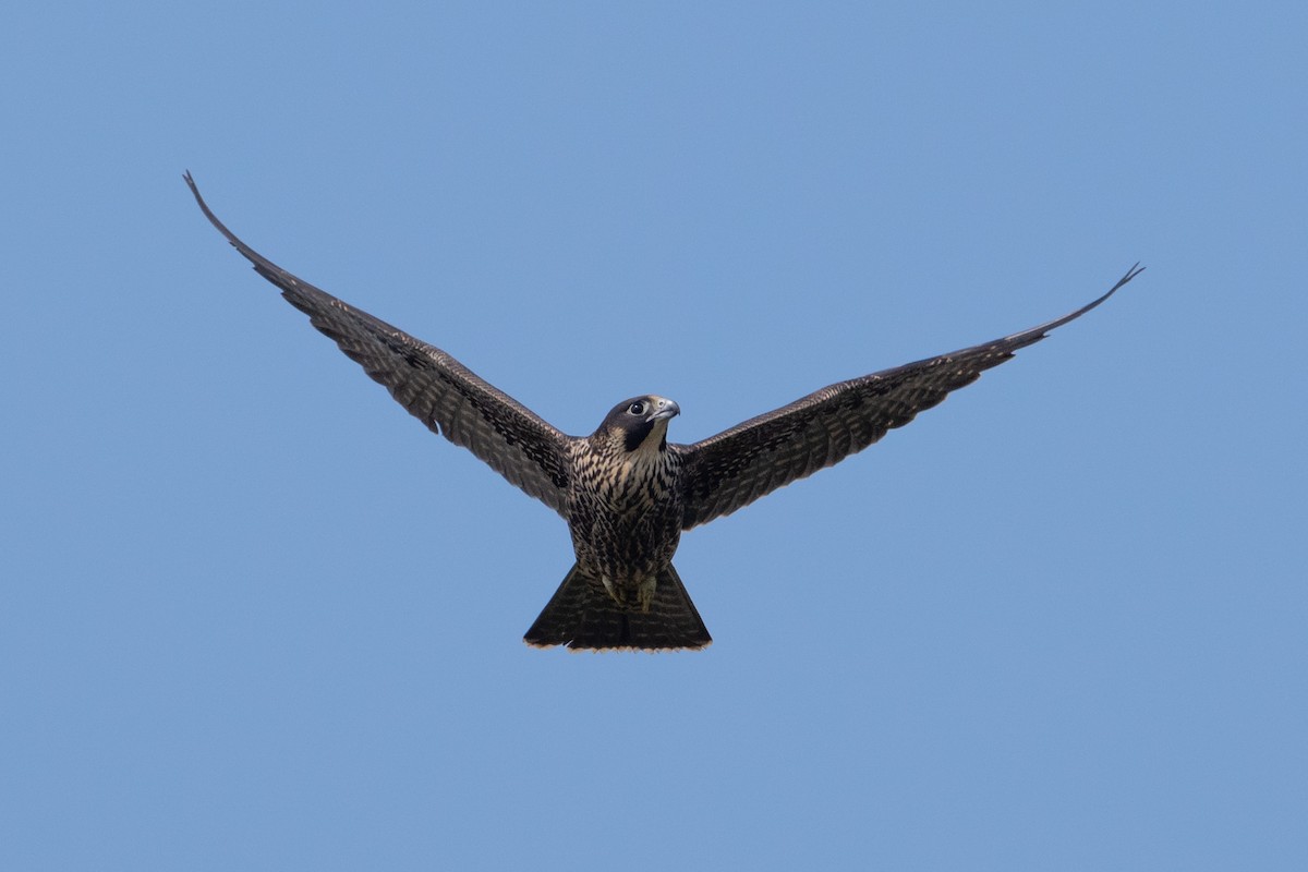 Halcón Peregrino - ML641471107