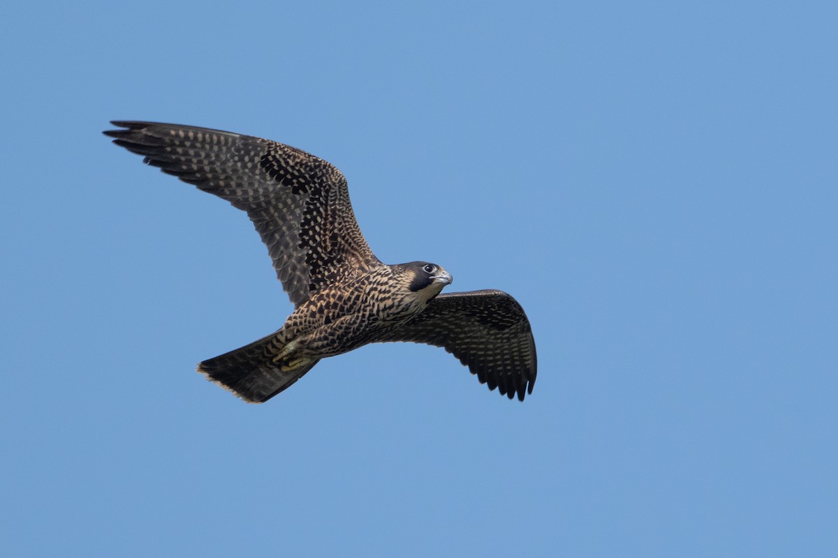 Halcón Peregrino - ML641471108