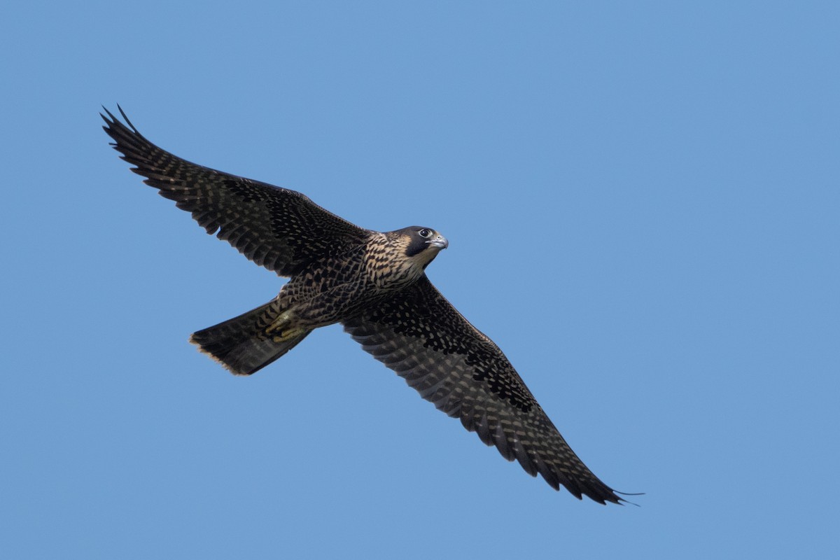 Halcón Peregrino - ML641471109