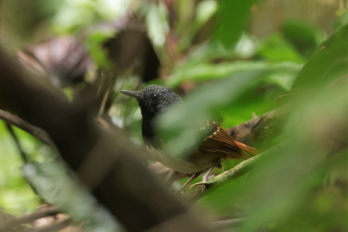 Chestnut-tailed Antbird - ML641471110