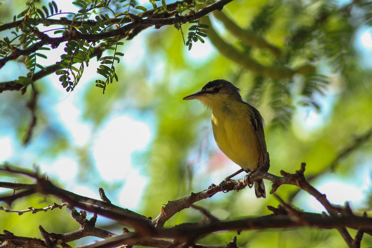 Maracaibo Tody-Flycatcher - ML641471116