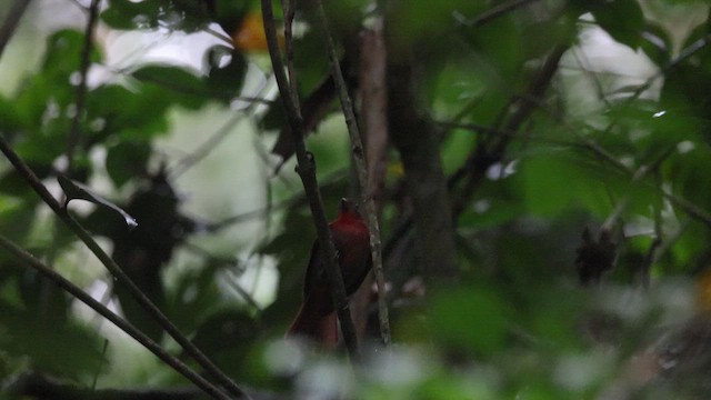Red-crowned Ant-Tanager - ML641471122