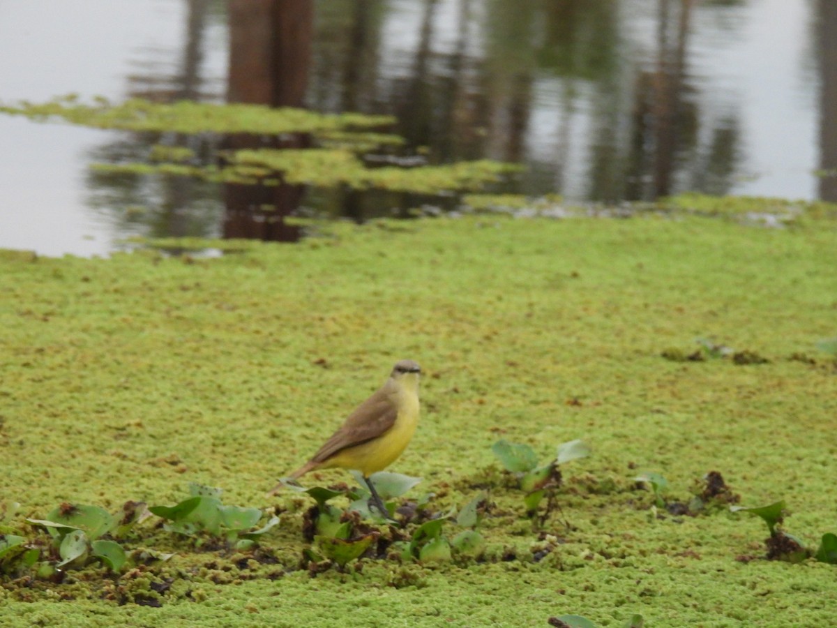 Cattle Tyrant - ML641471134