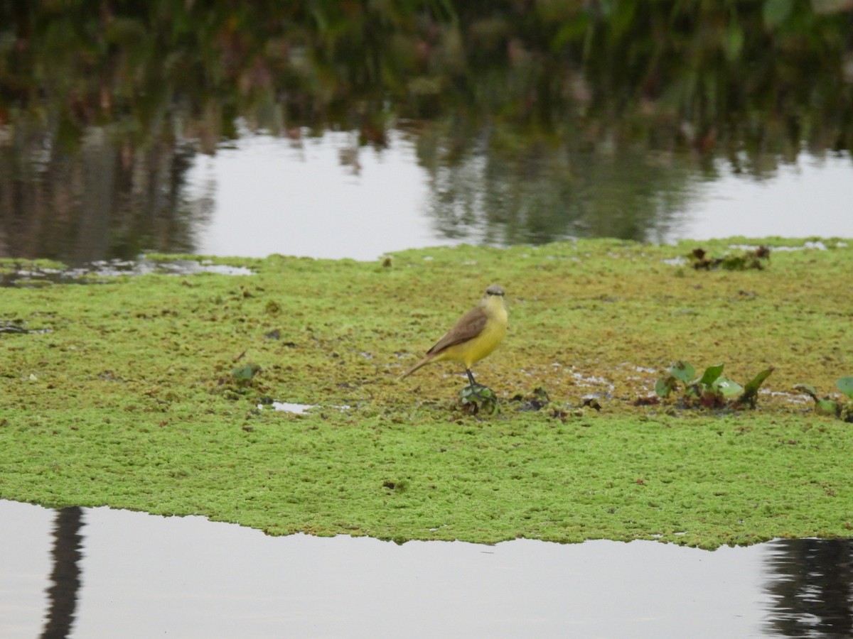 Cattle Tyrant - ML641471135