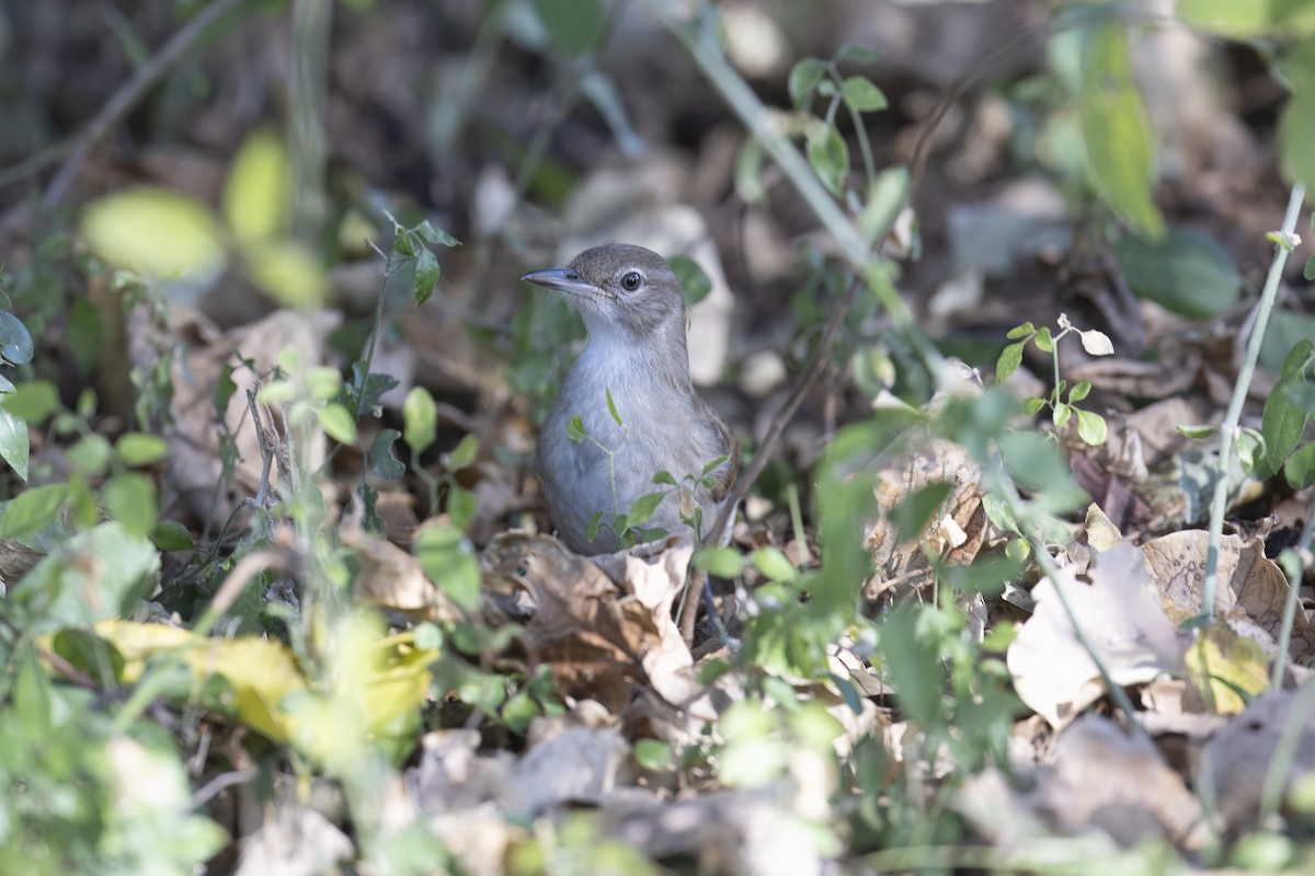 Terrestrial Brownbul - ML641471151