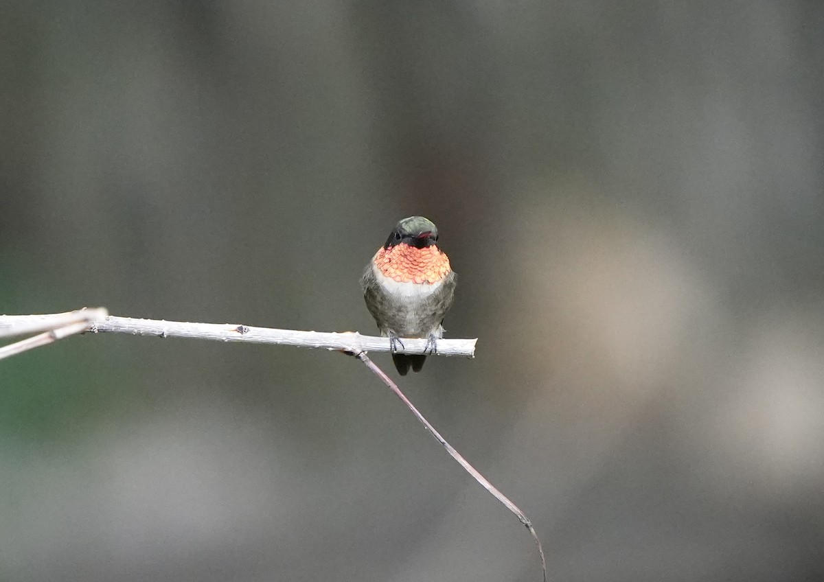 Ruby-throated Hummingbird - ML641471156