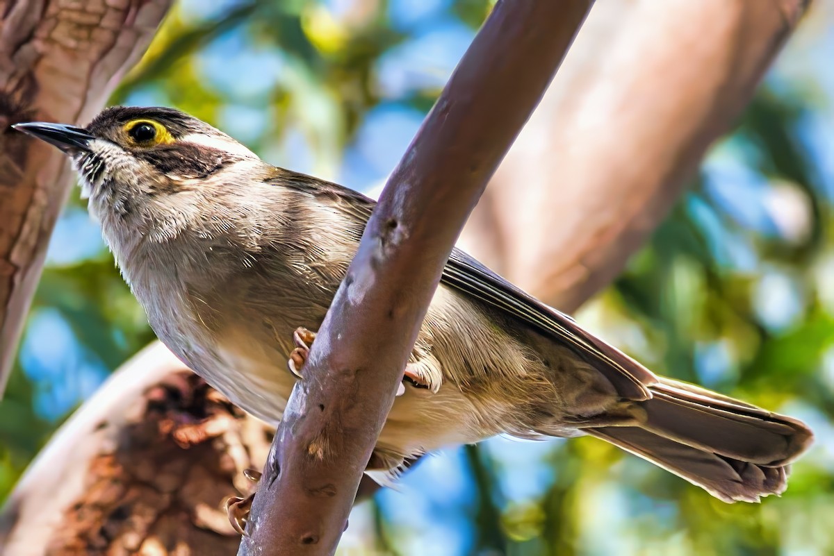 Brown-headed Honeyeater - ML641471174