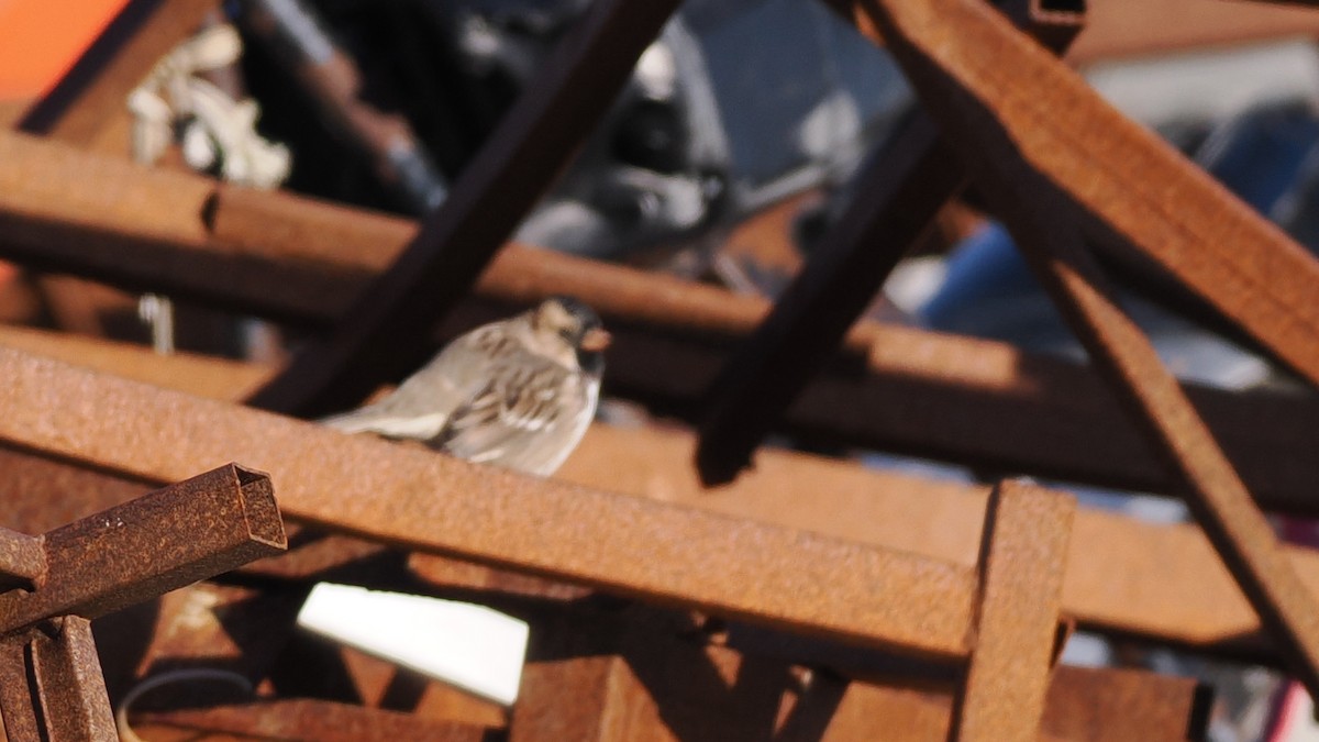 Harris's Sparrow - ML641471251