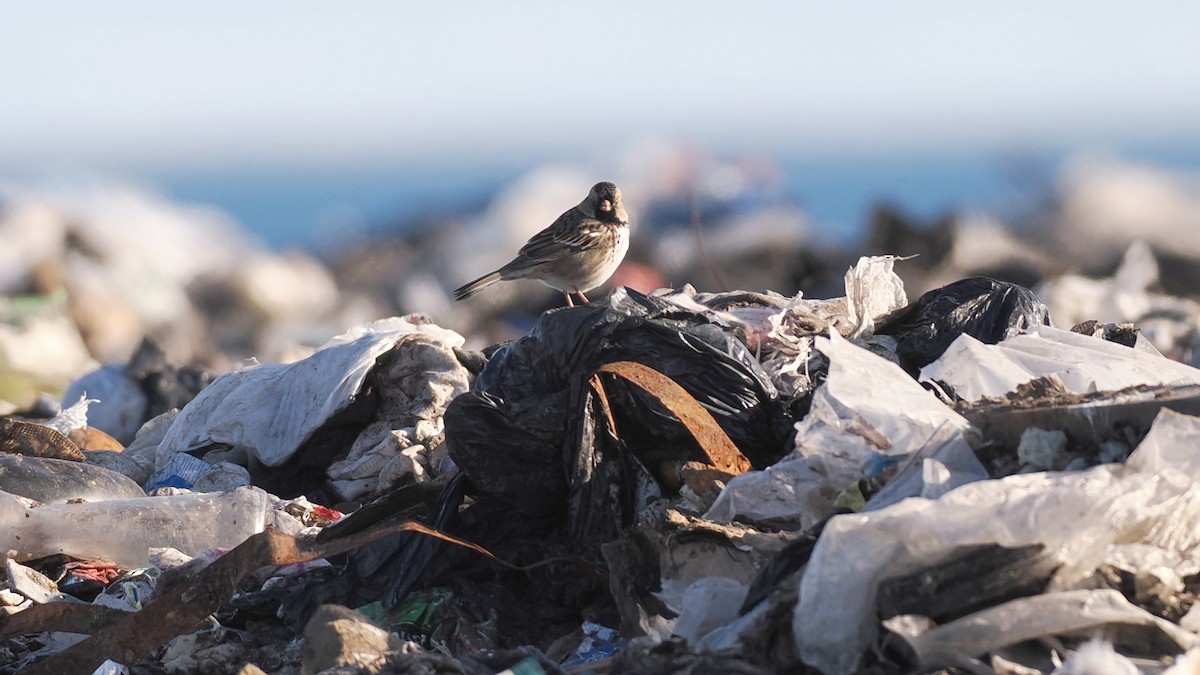Harris's Sparrow - ML641471253