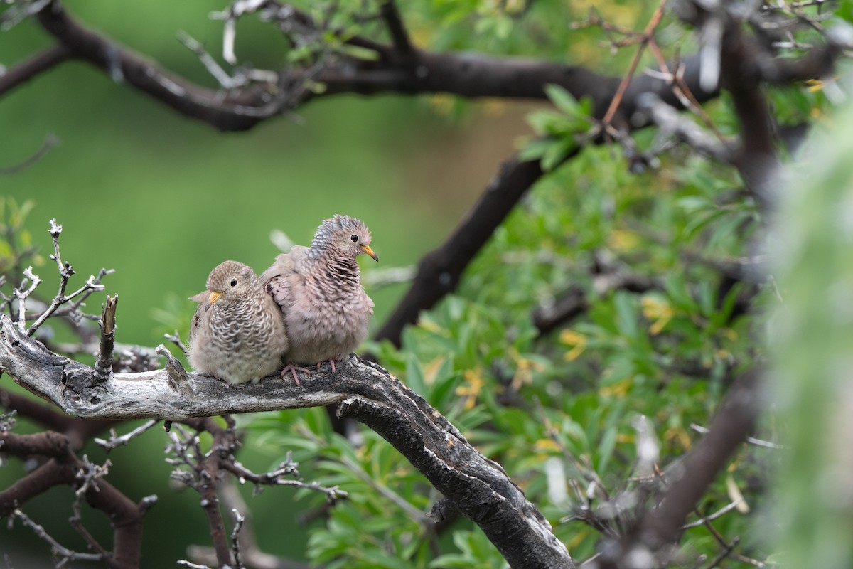 Common Ground Dove - ML641471258