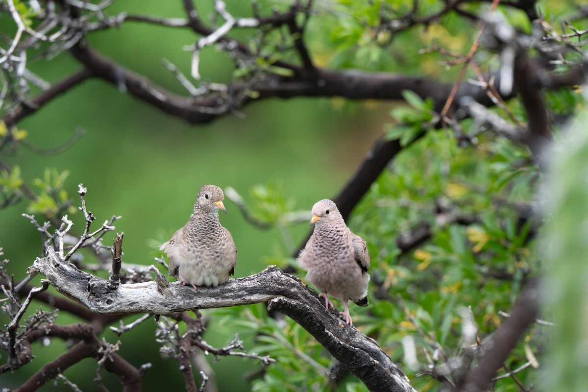 Common Ground Dove - ML641471259
