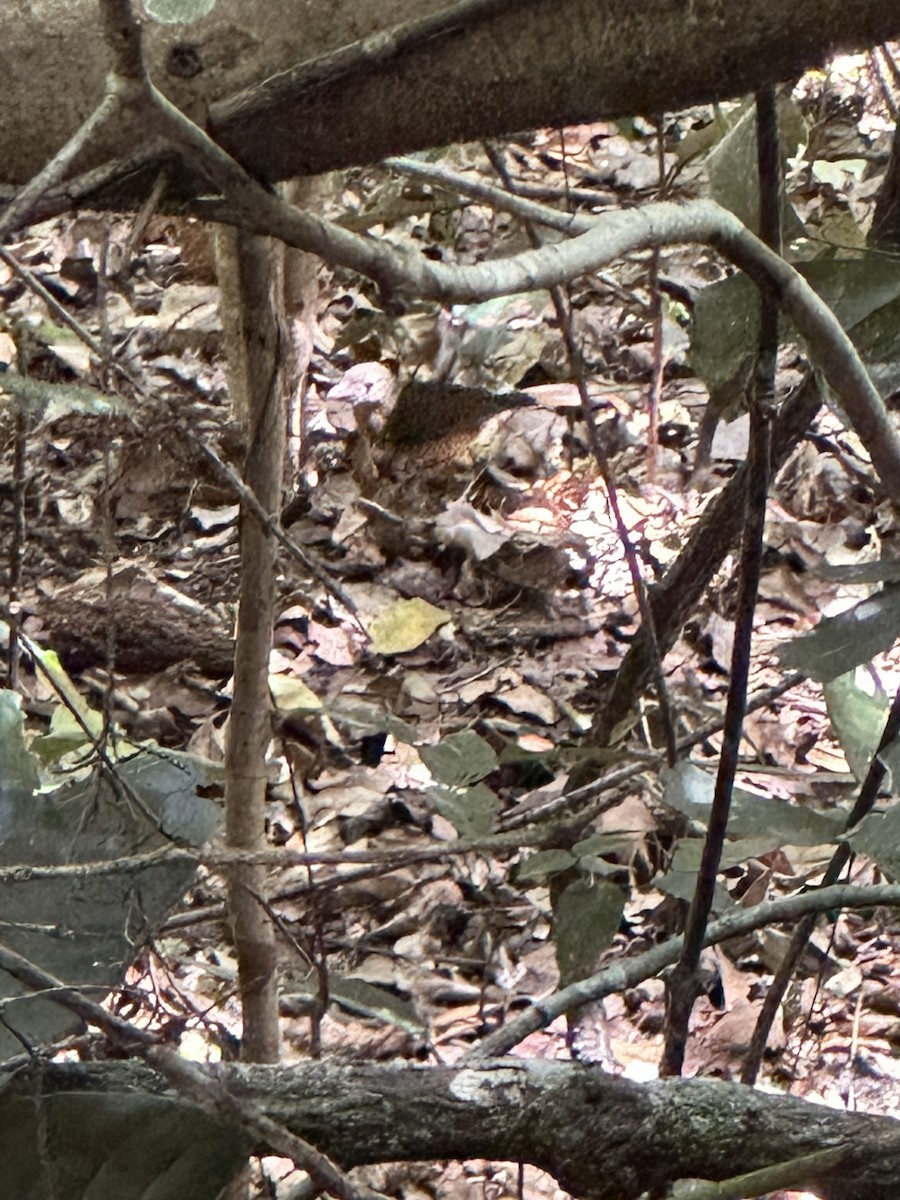 Bower's Shrikethrush - ML641471282