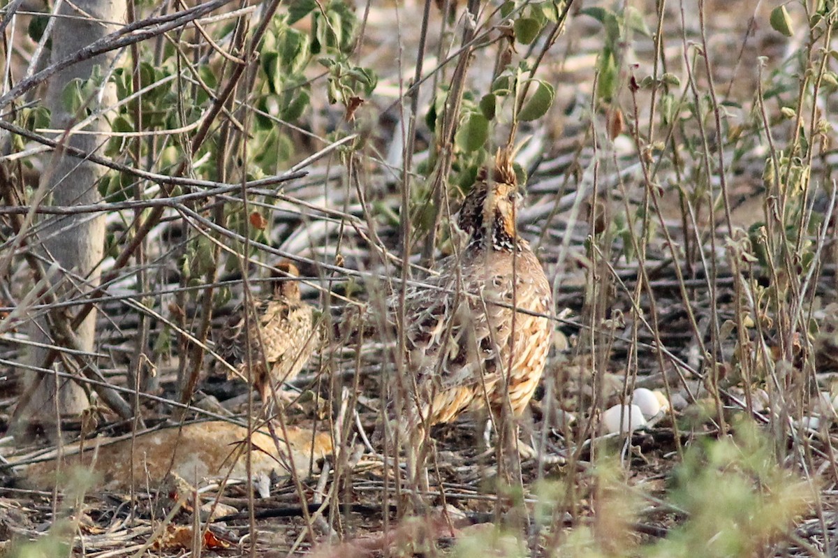 Crested Bobwhite - ML641471303