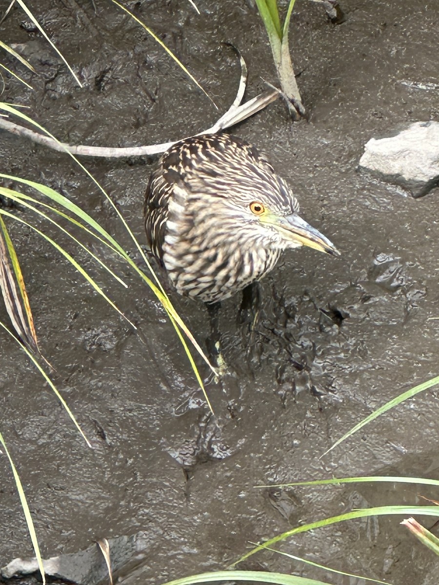 Black-crowned Night Heron - ML641471313