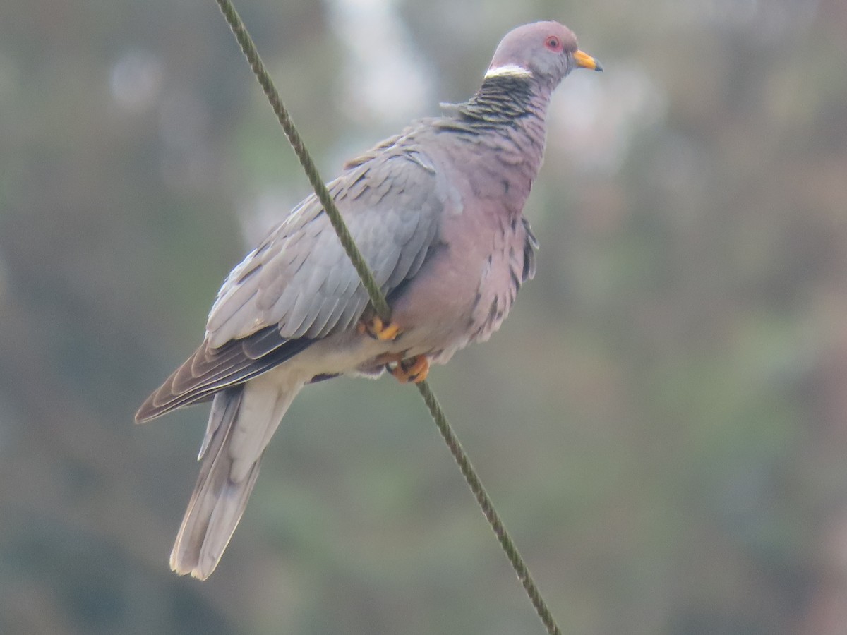Band-tailed Pigeon - ML641471345