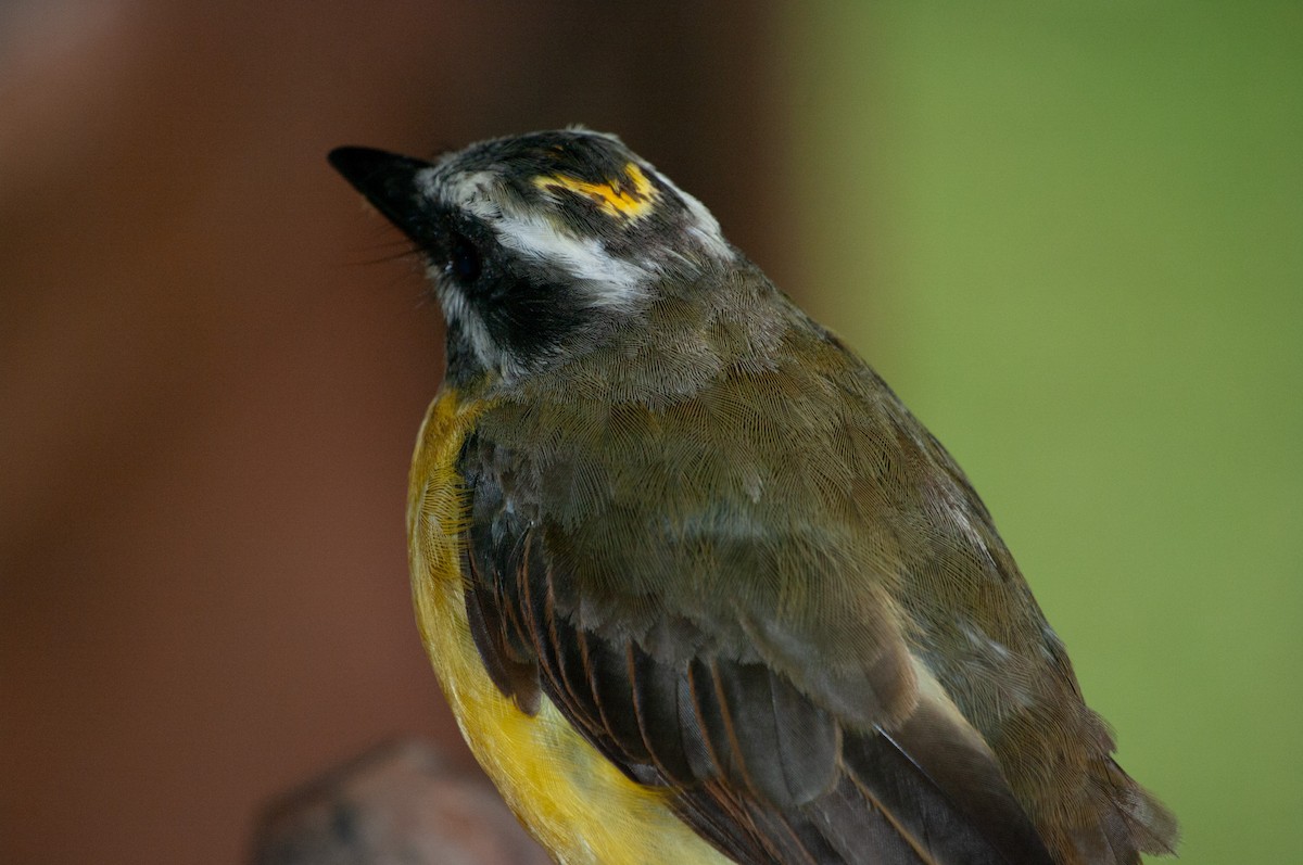 Golden-bellied Flycatcher - ML641471348