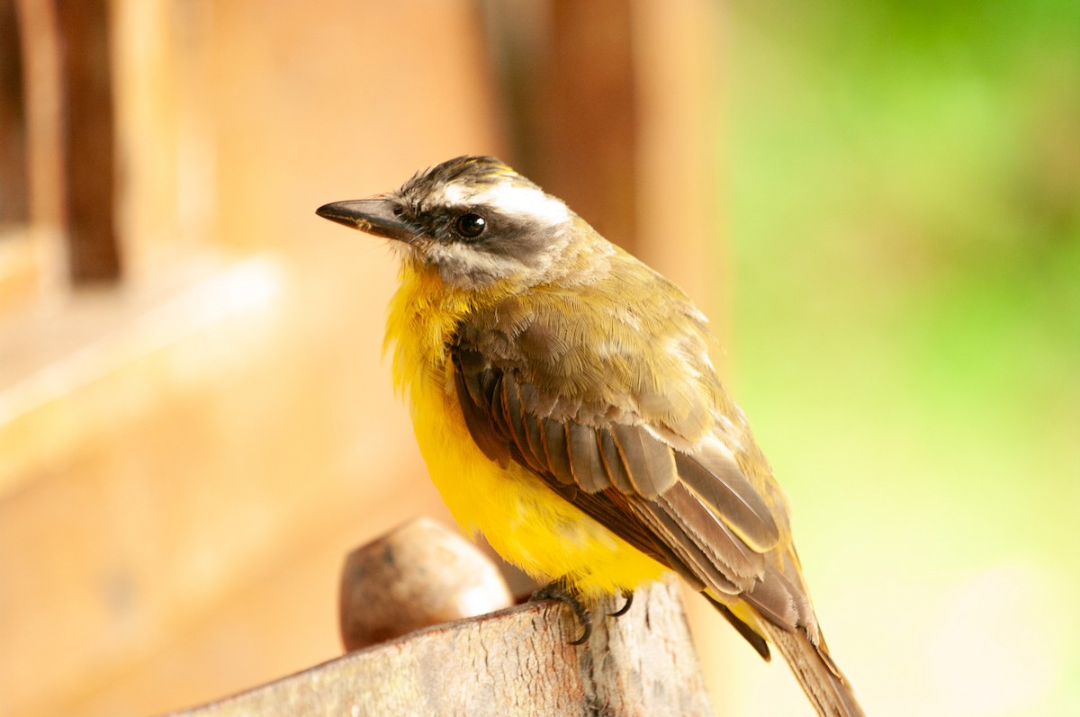 Golden-bellied Flycatcher - ML641471349
