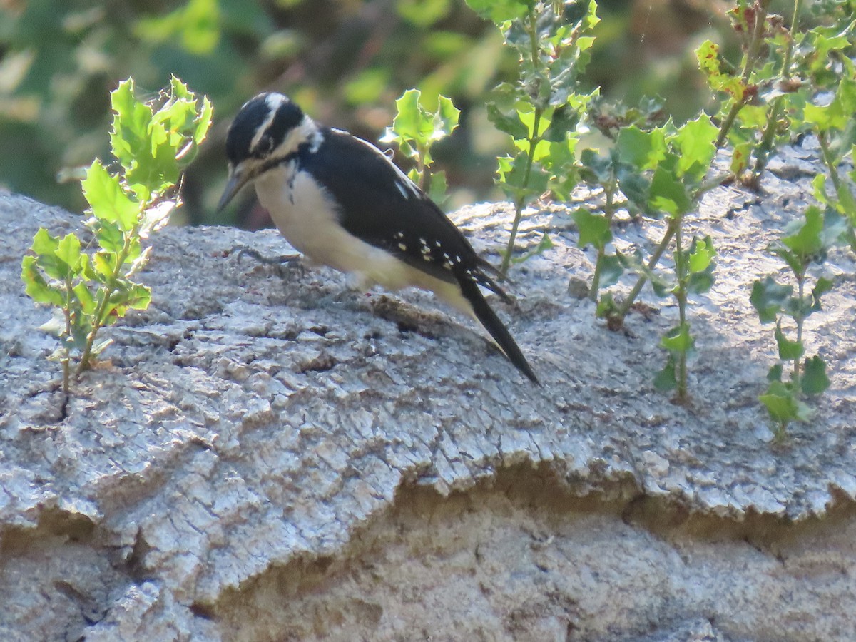 Hairy Woodpecker - ML641471372