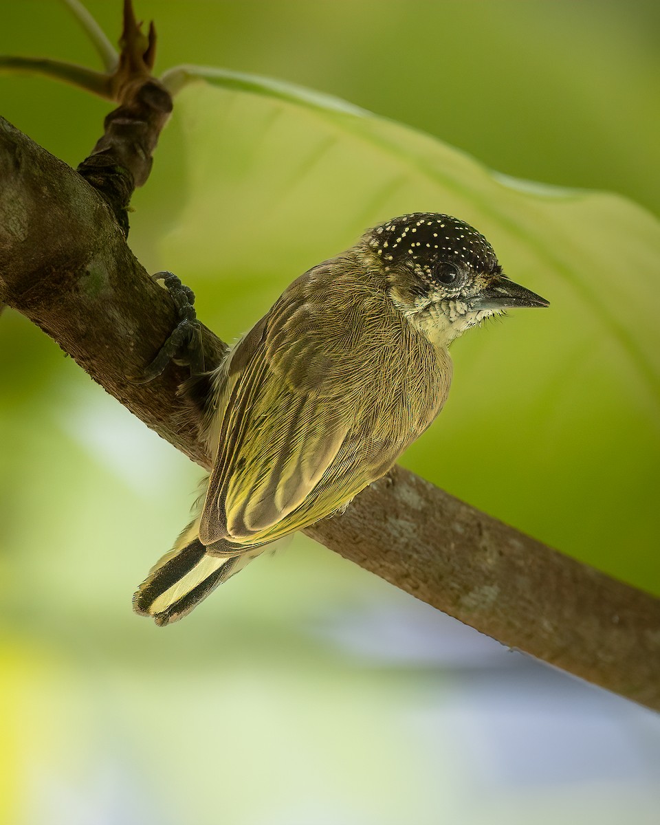 Olivaceous Piculet - ML641471376