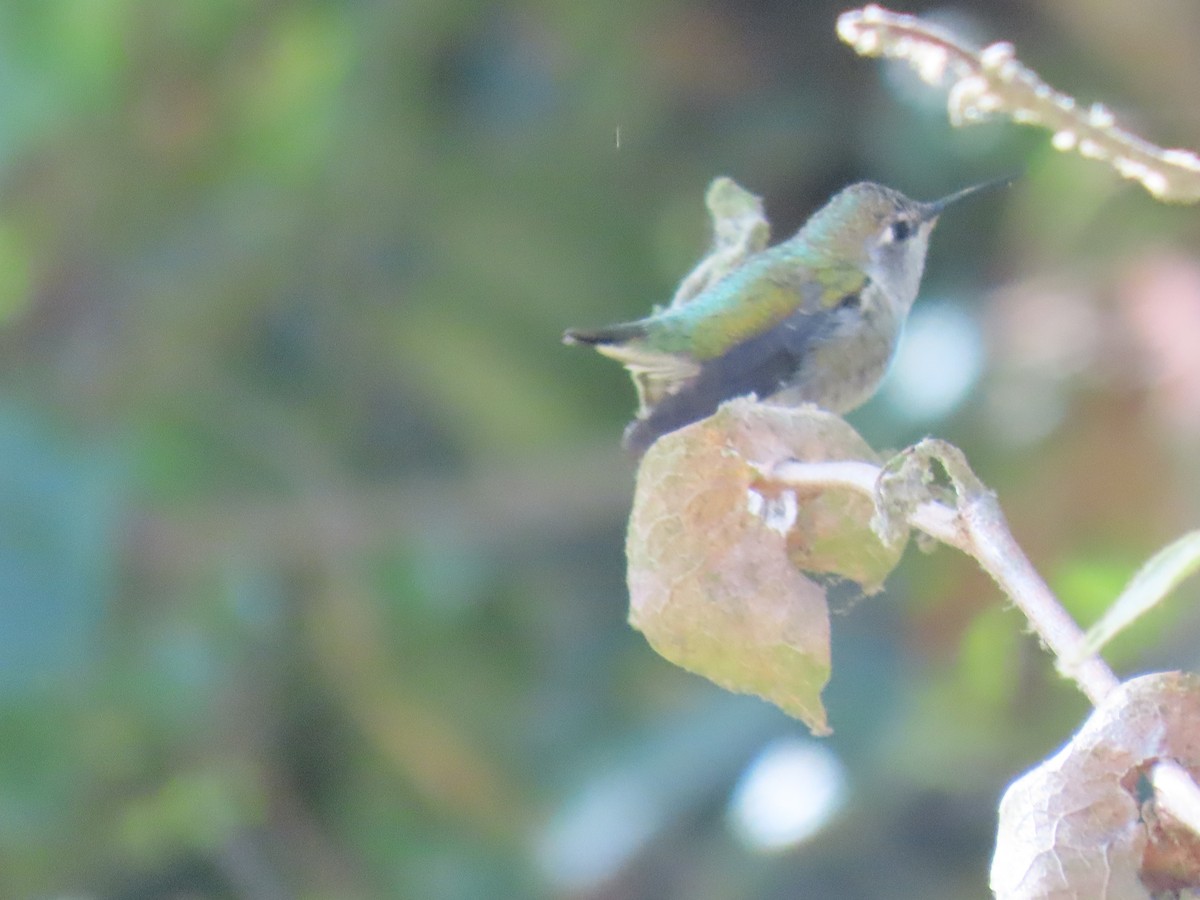 Black-chinned Hummingbird - ML641471404