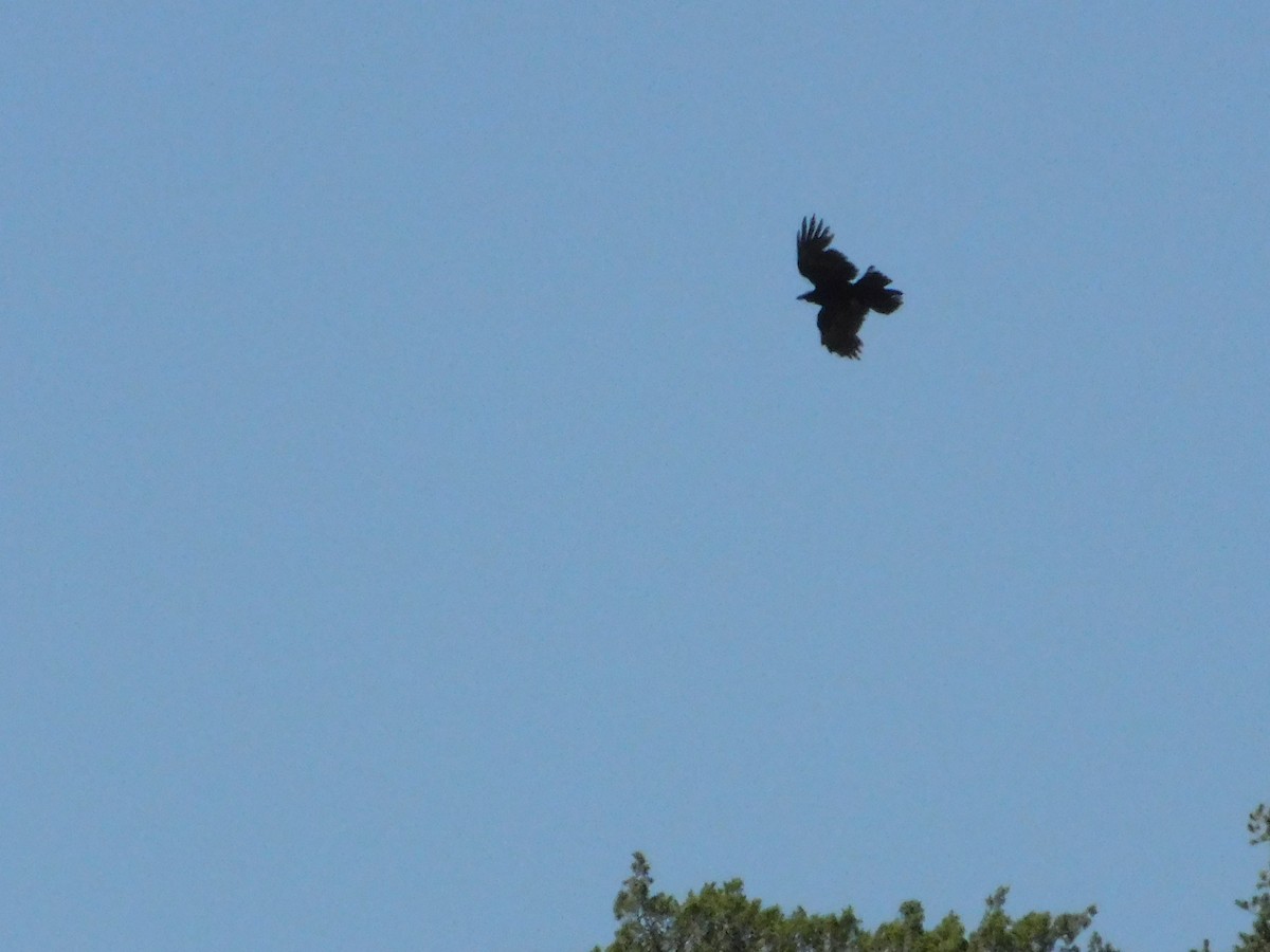 corbeau sp. - ML641471423
