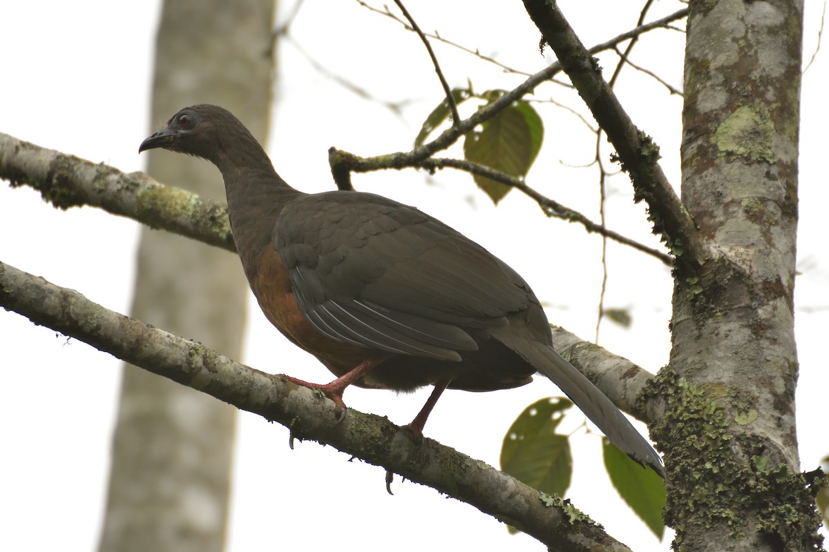 Sickle-winged Guan - ML641471521