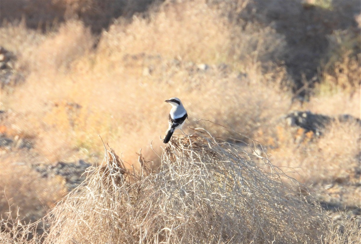 Great Gray Shrike - ML641471538
