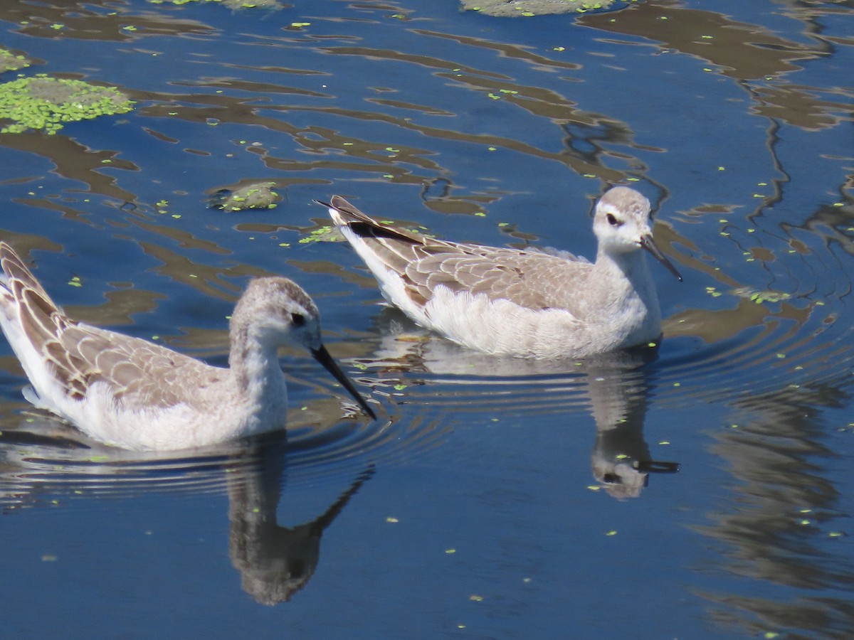 Wilson's Phalarope - ML641471606