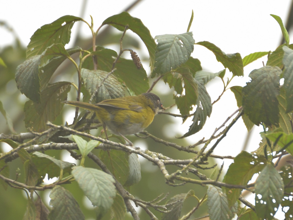 Common Chlorospingus (Northern Andes) - ML641471639